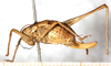 female, lateral view (syntype?). Depicts CollectionObject 1532998; NMW 12.017', 9b12bd35-ad9e-49b3-856b-8ba0820f899f, a CollectionObject.