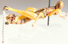 Euschmidtia burtti Descamps, 1964: male, lateral view. (Otu).