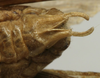 CollectionObject 1535941; 4d5fca26-d11c-49e7-b6d4-5b63416e58bb: male subgenital plate (syntype). (CollectionObject).