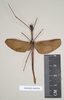 CollectionObject 1560553; NHMUK(SF IMPORT DUPLICATE) 845078, 5c9f004e-516a-4a68-a94d-23680c127390: copyright Natural History Museum, London. male Necroscia stygius (holotype). (CollectionObject).