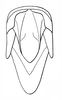 Weenenia lineata Brown, 1962: Fig. 59. male abdomen tip, dorsal view. (Otu).