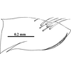 Pygofer, lateral view on Concavifer marmoratus Dlabola, 1960: (Observation).