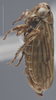Habitus, lateral view: !! display not done !! on Anaceratagallia (Anaceratagallia) fragariae Mitjaev, 1971: Lateral. (Observation).