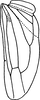 Hind wing: !! display not done !! on Tataka boulardi Dworakowska, 1974: Hind wing. (Observation).