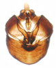 Pygofer, ventral view: !! display not done !! on Javesella (Javesella) pellucida (Fabricius, 1794): (Observation).