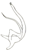 Aedeagus, lateral view on Coelogypona venosana DeLong & Freytag, 1966: Male: aedeagus, lateral view. (Observation).