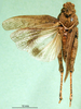 CollectionObject 1501148; 5c334f37-3140-40b3-aad2-87b5173a5e32, DORSA BA000825S01: male, dorsal view (holotype of Asiotmethis limbatus motasi). (CollectionObject).