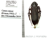 Catara minor Krauss, 1902: (Otu).