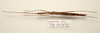 CollectionObject 1591064; 59df0bd9-68d0-40e3-9c32-c9a8c91fc998: copyright ZRC Singapore. female, dorsal view (paratype). (CollectionObject).