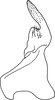Stylus: !! display not done !! on Mukaria penthimioides Distant, 1908: Stylus. (Observation).