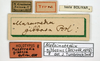 CollectionObject 1506787; 0bc8bf28-bdd8-44a9-9177-8f9481aa5ac9: labels (holotype). (CollectionObject).