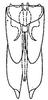 Subgenital plate: !! display not done !! on Scaphoideus (Scaphoideus) paludosus Ball, 1932: genital capsule, ventrally. (Observation).
