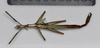 Paratropidoderus spinosus Brock & Hasenpusch, 2007: copyright ANIC. female, dorsal view, from Cobar, NSW, 8.i.1974 (non-type). (Otu).