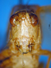 CollectionObject 1521372; 009228f6-be48-4c84-9e02-146f27ee1560: male, frons (holotype). (CollectionObject).