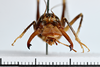 CollectionObject 1505606; bc463918-dc15-47fd-a268-c3531eb2c5bc: male, anterior view (holotype). (CollectionObject).