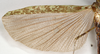 CollectionObject 1558679; 949218be-143d-41b8-a0d2-ecf7be6ac7c4: copyright Natural History Museum, London. female, hindwing (holotype). (CollectionObject).