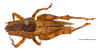 CollectionObject 2211897; 2807571c-9752-4305-8e6d-ef06258c1175: Male, dorsal habitus. (CollectionObject).