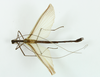 CollectionObject 1560809; 63ba205f-3633-48d6-bd92-d8cdaf227913: copyright ESALQ. male of synonym Stratocles dentatus, dorsal view (holotype). (CollectionObject).