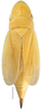 Habitus, dorsal view: Hecalus hamiltoni, female, dorsal habitus (INHS). (Observation).