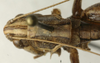 CollectionObject 1535994; 0135e7ad-417e-4968-ad7c-8543bef6b667: female pronotum, dorsal view (syntype). (CollectionObject).