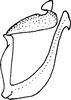 Aedeagus, lateral view: Aedeagus, lateral view. (Observation).