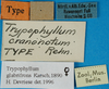 CollectionObject 1500872; 8e7cdd64-e2c5-4029-aef4-20bbb5992485, DORSA BXtrycraHTF: labels (holotype of Trypophyllum cranonotum). (CollectionObject).