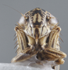 Head on Exitianus excavatus DeLong & Hershberger, 1947: Head/Face. (Observation).