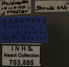 Other on Eutettix (Eutettix) discolor Hepner, 1942: Labels. Labels for the dorsal, lateral and head images. (Observation).
