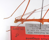 CollectionObject 1560181; 8e24f521-1d13-482a-beaf-004d9a01b2e0: copyright ZMB, Berlin. male: head and thorax, lateral view (holotype). (CollectionObject).