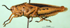 CollectionObject 1501193; e82e4aa1-6753-4f95-af71-29c2d316db52: male, lateral view (syntype). (CollectionObject).