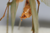 CollectionObject 2376978; bb371f53-4fb4-4895-8d57-75e746bdada8: male, posterior view (syntype). (CollectionObject).
