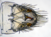 Subgenital plate: !! display not done !! on Faltalini Zahniser & Dietrich, 2010: New Genus BR1: (Observation).