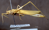 CollectionObject 1503985; be521cd4-f782-4e8a-9ec3-32e3292e9d20: male, lateral view. (CollectionObject).