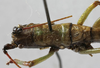 CollectionObject 1475385; a0824d2a-7fe7-4360-b9af-f24295375d01: male, anterior portion of body, dorsal view (holotype). (CollectionObject).