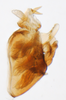 Pygofer, lateral view on Delphacodes silvae Beamer, 1947: (Observation).