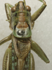 CollectionObject 1535183; aa8ed7ce-50f8-437e-8681-b814c975c856: male pronotum, dorsal view (syntype). (CollectionObject).