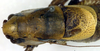 CollectionObject 1536324; 478e2a77-bc3f-47d9-9ba9-ec6687ac2341: male, dorsal view (holotype of Pholidoptera brachynota). (CollectionObject).