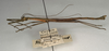 CollectionObject 1560920; NMW 890, fe49c8f8-0db0-4d03-917f-14f095f65452: copyright NMW, Vienna. male, lateral view (syntype). (CollectionObject).