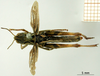 female, dorsal view (syntype of Gomphocerus livoni). Depicts CollectionObject 1530740; 3aec45ab-da1a-48c9-85df-a607410a5ac6, a CollectionObject.