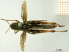 CollectionObject 1530740; 3aec45ab-da1a-48c9-85df-a607410a5ac6: female, dorsal view (syntype of Gomphocerus livoni). (CollectionObject).