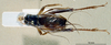 CollectionObject 1536207; NMBA 3225370, 40549100-c475-4c86-a1c5-36732f4696ae: male, dorsal view. (CollectionObject).