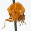 _Smilirhexia naranja_, holotype. Depicts Smilirhexia McKamey, 2008, an Otu.