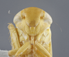 Head: !! display not done !! on Chlorotettix spatulatus Osborn & Ball, 1897: Head/Face. (Observation).
