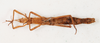 CollectionObject 1562356; 4b82c816-3f05-469d-8cb1-aafbbc1e4fde: copyright MHNG, Geneva. female, ventral view (paralectotype). (CollectionObject).;CollectionObject 1562357; bac9dc62-8e3d-4a20-bba3-d273f37420b0: copyright MHNG, Geneva. female, ventral view (paralectotype). (CollectionObject).
