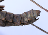 CollectionObject 1563747; 2818d6ed-bd44-4c02-84e0-b31308af7d36: copyright MEFLG Colombia. female end of abdomen, lateral view (paratype). (CollectionObject).;CollectionObject 1563748; 3d63340d-eac0-419e-af06-bc19a5de4dcc: copyright MEFLG Colombia. female end of abdomen, lateral view (paratype). (CollectionObject).