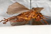 CollectionObject 1531236; 545a2eb5-7467-4859-b436-093cfa6080f1: female, lateral view (syntype). (CollectionObject).