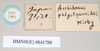 CollectionObject 1559845; NHMUK(SF IMPORT DUPLICATE) 844786-844788, ea4a7d0d-2a59-4bd7-b5c8-1c0ec6194e6d: copyright Natural History Museum, London. female, data labels of Marmessoidea phluctainoides (syntype). (CollectionObject).