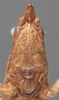 male face (syntype). Depicts CollectionObject 1505645; b6edbaae-f74e-466a-9448-15e922ec5835, a CollectionObject.