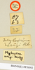 CollectionObject 1552820; 287e5995-cf10-4979-ac58-e291bbea025b: Copyright Natural History Museum, London. Labels from holotype (adult female) in BM(NH). (CollectionObject).