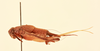 CollectionObject 2057372; NHMUK013806952, 0fef2aec-6355-45ac-a4c8-85c2684b507d: female, lateral view (allotype). (CollectionObject).
